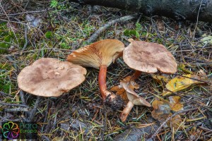 Lactarius camphoratus bewerkt.jpg_product_product_product_product